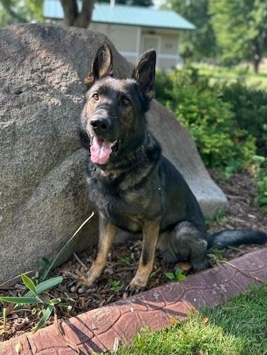 german shepherd dog sitting by a large rock