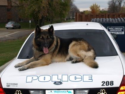 K9 Dino sitting on trunk of police car